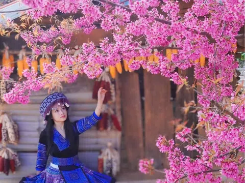 Mùa hoa tớ dày nhuộm hồng thôn bản