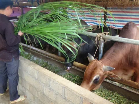 Tuyên Quang: Nông dân xã Bình An phòng, chống rét cho đàn gia súc, gia cầm