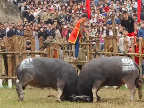 Phú Thọ: Lễ hội chọi trâu Hải Lựu trong đời sống văn hóa làng xã