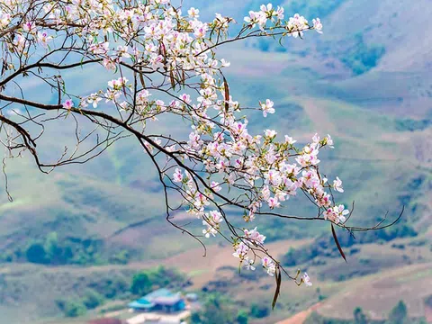Chùm thơ: Hoa tháng Ba
