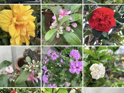 Vườn tâm tự tại