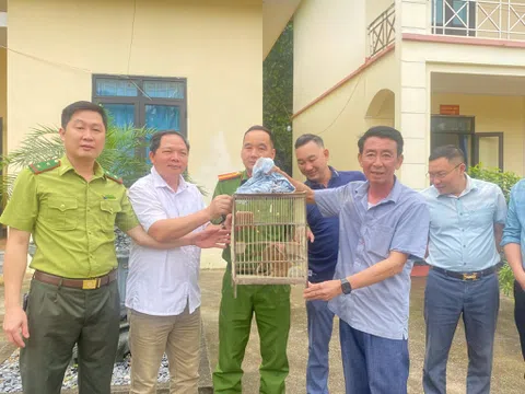 Tuyên Quang: Đưa cá thể cu li quý hiếm trở lại môi trường tự nhiên