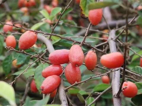 Tản văn: Nhớ mùa nhót chín