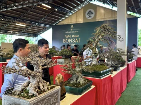 Bonsai từ thú chơi đến không gian văn hóa đời sống
