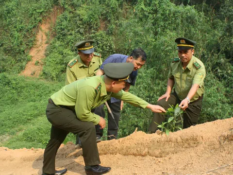 Tuyên Quang: Xã vùng cao Yên Phú trồng rừng, bảo vệ môi trường bền vững