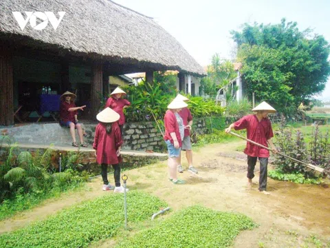 Quảng Nam: Nghề trồng rau Trà Quế (Hội An) được công nhận Di sản Văn hóa phi vật thể quốc gia