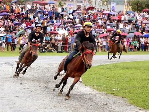 Lào Cai: Ngựa thồ tung vó trên cao nguyên Bắc Hà thu hút du khách