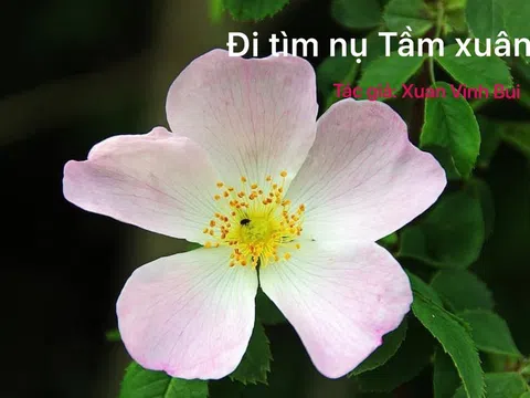 Đi tìm nụ tầm xuân