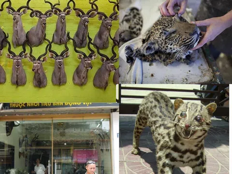 Cửa hàng thú nhồi (tiêu bản) trên phố Hàng Bột
