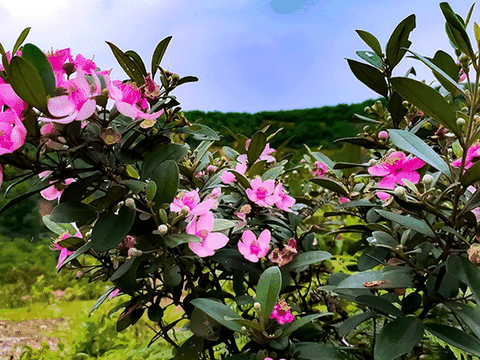 Đồi sim vẫn tím màu hoa