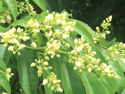 Mùa hoa sấu Lục quân!