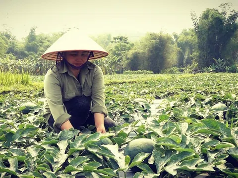 Nghĩa Lộ chuyển đổi cơ cấu cây trồng - hướng đi hiệu quả, góp phần nâng cao giá trị kinh tế