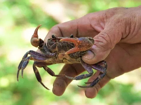 Những mùa bắt cua ở làng Chương