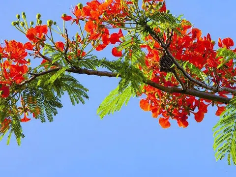 Tháng Sáu - Mùa của những điều chưa kịp nói