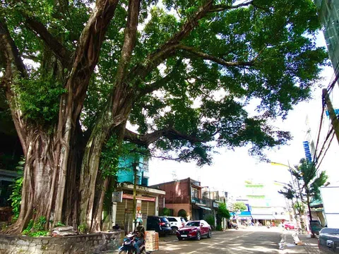 Cây đa đường Nguyễn Du - Biểu tượng văn hóa và ký ức của phố núi Pleiku