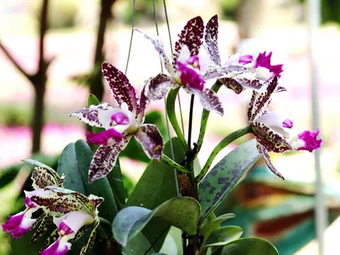 Hội thi và trưng bày hoa lan, bonsai tại Công viên du lịch Yang Bay