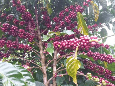 Đi qua những mùa cà phê chín tuổi thơ