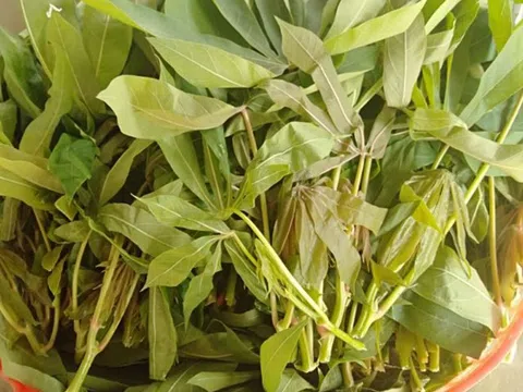 Dưa chua lá sắn, món ăn “nhà quê” nhưng ngon đến khó quên