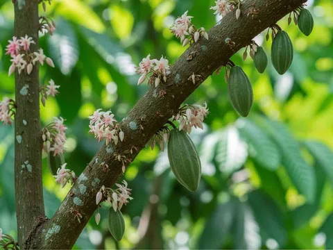 Hương vị ca cao - niềm tự hào từ miền Tây