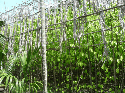 Hóc Môn - Bà Điểm: Hành trình từ vùng đất giàu lịch sử đến khu đô thị - công nghiệp năng động của TP. Hồ Chí Minh