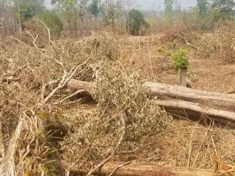 Gia Lai: Điều tra và xử lý kiên quyết vụ triệt hạ rừng tại Ia Mơ