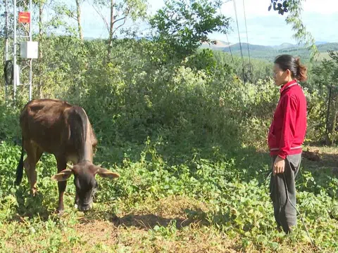 Kon Tum:  Kiểm điểm trách nghiệm tập thể, cá nhân trong vụ cấp bò sai quy định