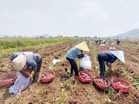 Gia Lai: Giải cứu khoai lang, tiếp sức cho người dân nét văn hóa đậm chất nhân văn