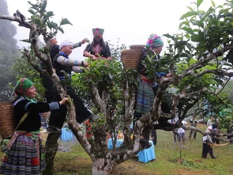 Yên Bái: Lễ hội tôn vinh cây chè Shan Tuyết cổ thụ suối Giàng tại huyện Văn Chấn