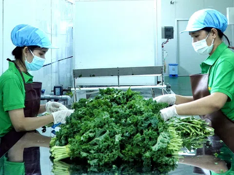 Sản xuất, chế biến bột nông sản của Thiên Nhiên Việt: Tiên phong và thành công