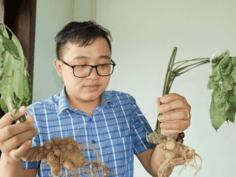 Kon Tum tìm cách nhăn chặn tình trạng buôn bán sâm Ngọc Linh giả