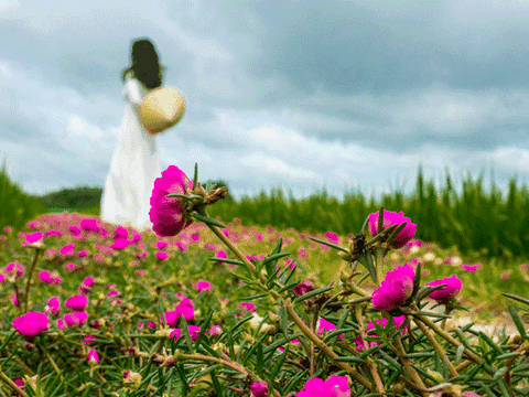 Giới thiệu chùm thơ của tác giả Trần Hải