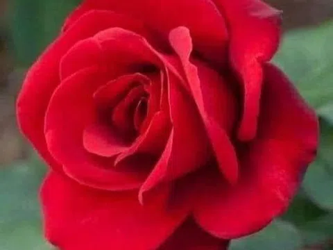 Chuyện tình ngõ hẹp