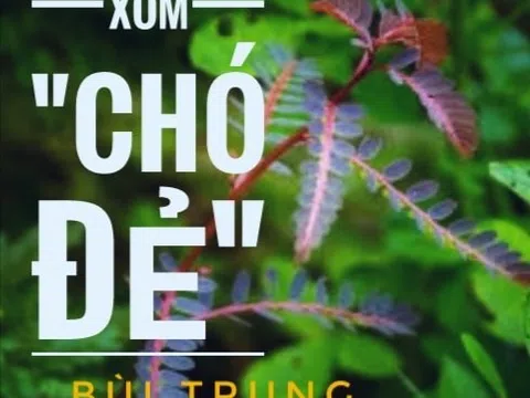 Xóm "chó đẻ"