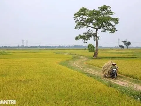 Ăn cỗ và lấy phần