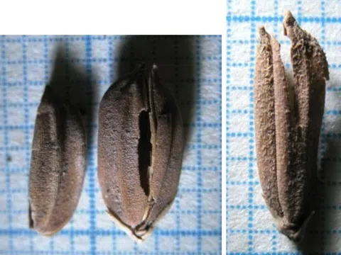 Từ một phát hiện mới về lá bánh chưng thời Lang Liêu