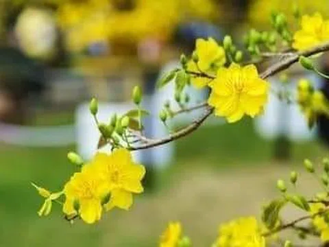 Rạng rỡ mùa Xuân