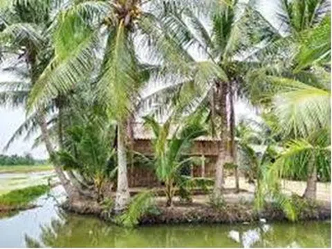 Tìm về nguồn cội