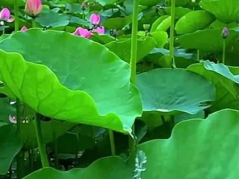 Chuyện Khó Tin có thật