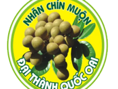 Quốc Oai: Đưa đặc sản Nhãn chín muộn Đại Thành tham gia kết nối nông sản trực tuyến Hà Nội năm 2021