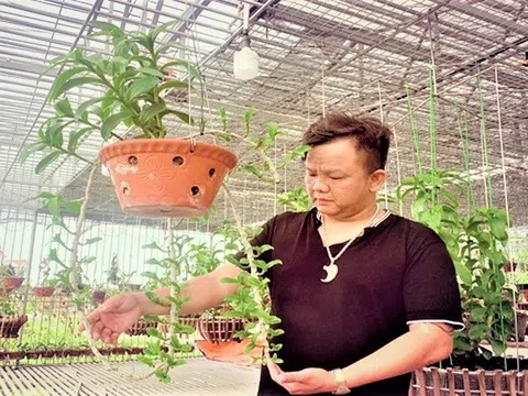 Nghệ nhân Nguyễn Đăng Ghin: Thị trường hoa lan sớm sôi động trở lại