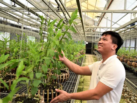 Thị trường hoa lan hậu COVID19: Hướng đi nào cho sự phát triển bền vững?