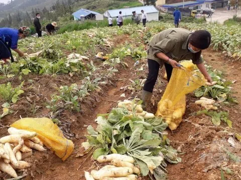 Lâm Đồng: Nâng cao hiệu quả hoạt động hợp tác xã nông nghiệp