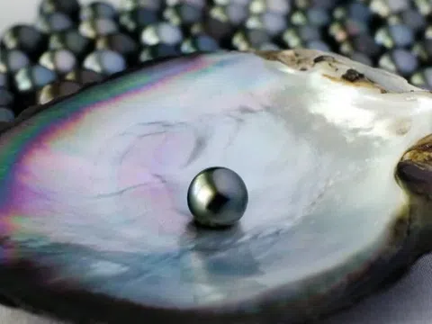 Huyền thoại về nghề khai thác ngọc trai vùng Hợp Phố: Hào quang và nước mắt dưới lòng biển cả