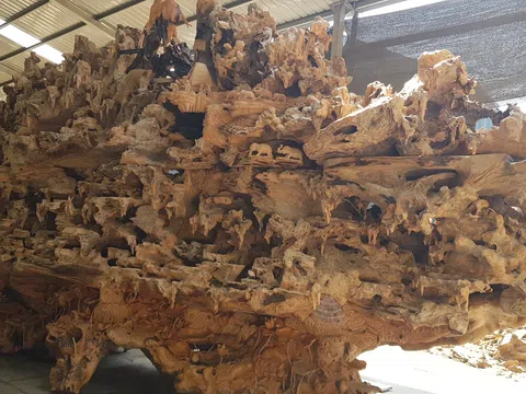 Non bộ “Cội nguồn" - Tác phẩm độc đáo gỗ lũa trai vàng của Chu Gia Trác Mộc