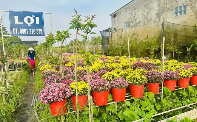 Sắc Xuân làng hoa Sa Đéc