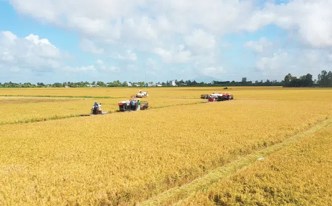 Góc nhìn văn hoá “Canh nông vi bản”: ĐBSCL và bước ngoặt 1 triệu ha lúa chất lượng cao, phát thải thấp