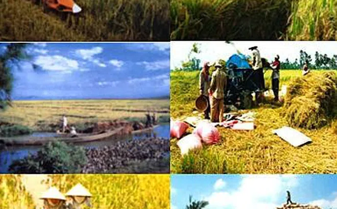 Góc nhìn văn hoá: Nông nghiệp Việt Nam - Hành trình vươn ra thế giới