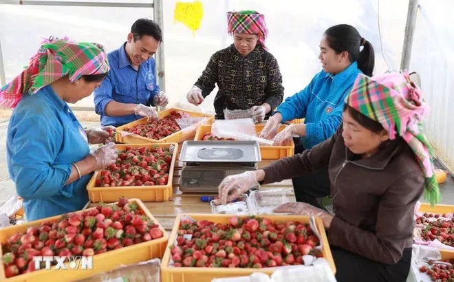 Góc nhìn văn hoá: Quy định 224-QĐ/TW - Khơi thông nguồn lực, kiến tạo văn hóa kinh doanh