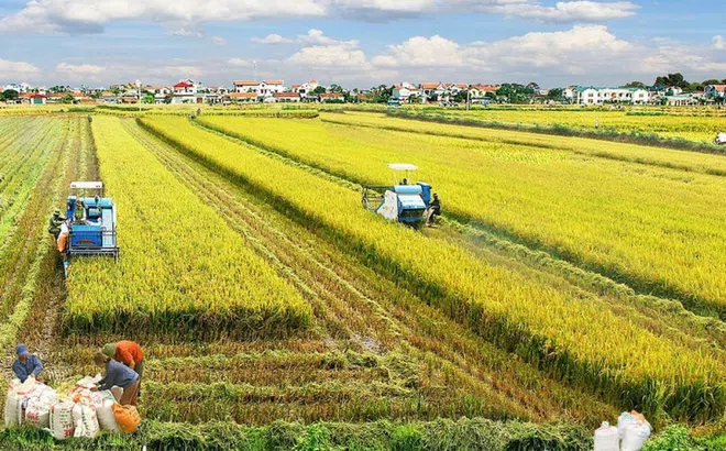 Góc nhìn văn hoá: Đồng bằng sông Hồng phát triển nông nghiệp xanh từ văn hóa lúa nước