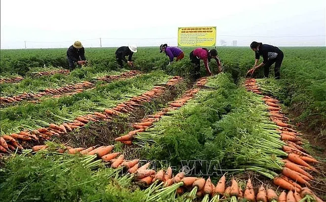 Góc nhìn văn hoá: Đánh thức nguồn lực văn hóa cho nông nghiệp xanh vùng châu thổ sông Hồng